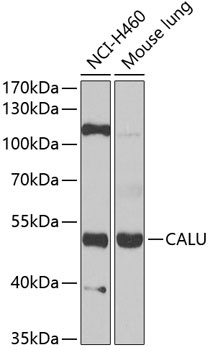 CALU Antibody