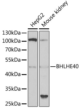 BHLHE40 Antibody