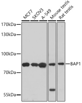 BAP1 Antibody