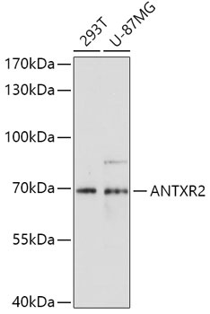 ANTXR2 Antibody