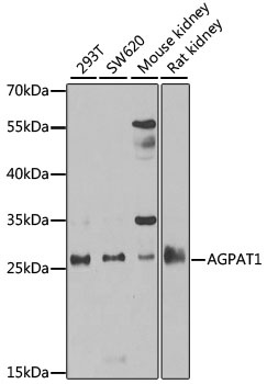 AGPAT1 Antibody