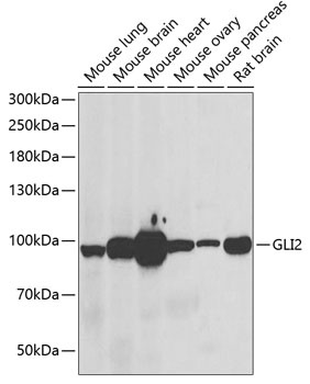 GLI2 Antibody