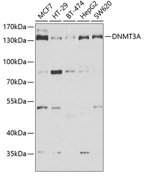 DNMT3A Antibody