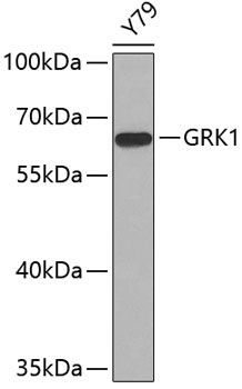 GRK1 Antibody