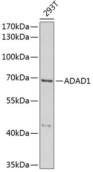 ADAD1 Antibody