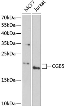 CGB5 Antibody