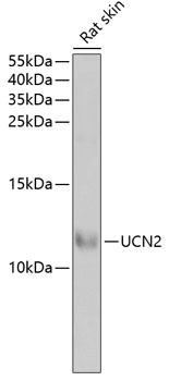 UCN2 Antibody