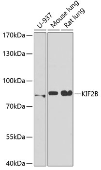 KIF2B Antibody