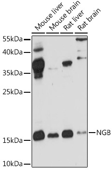 NGB Antibody