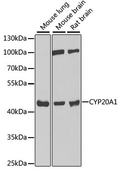 CYP20A1 Antibody