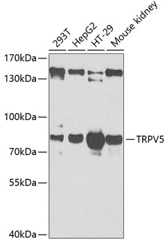 TRPV5 Antibody