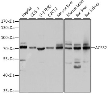 ACSS2 Antibody