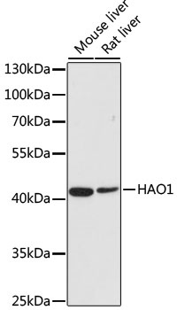 HAO1 Antibody
