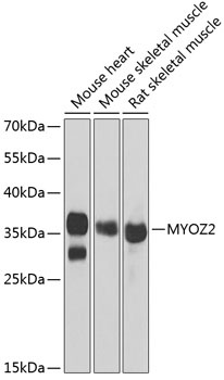 MYOZ2 Antibody
