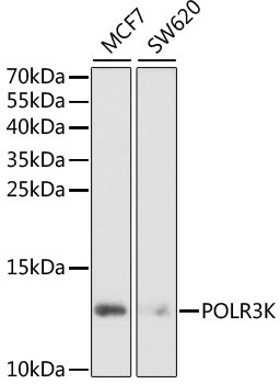 POLR3K Antibody