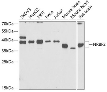 NRBF2 Antibody