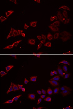 NRBF2 Antibody
