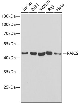 PAICS Antibody