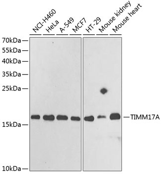 TIMM17A Antibody