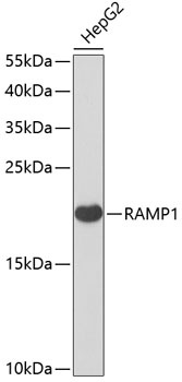 RAMP1 Antibody