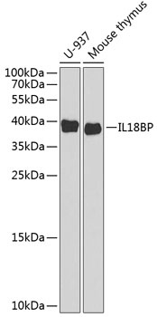 IL18BP Antibody