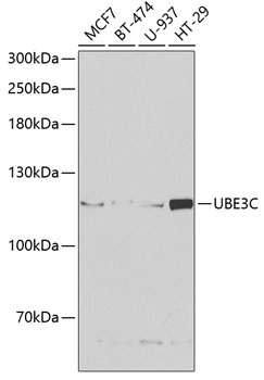 UBE3C Antibody