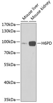 H6PD Antibody