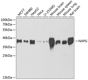 NAPG Antibody