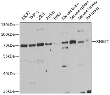 RNGTT Antibody