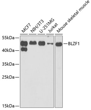 BLZF1 Antibody