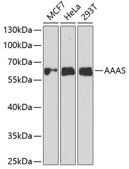 AAAS Antibody