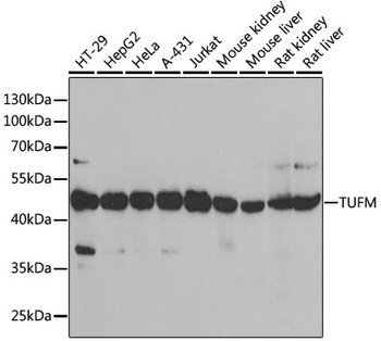 TUFM Antibody