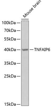 TNFAIP6 Antibody