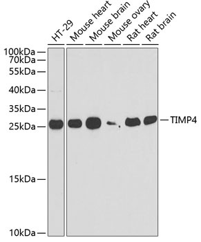 TIMP4 Antibody