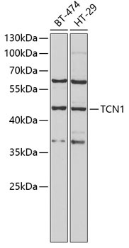 TCN1 Antibody