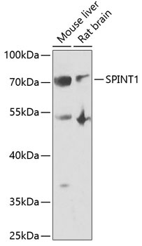 SPINT1 Antibody