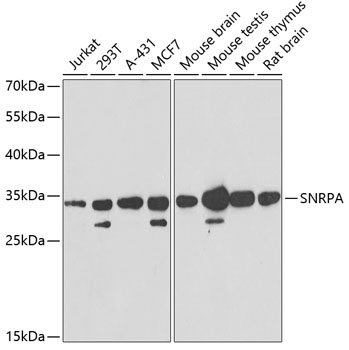 SNRPA Antibody