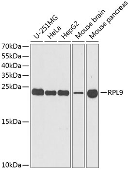 RPL9 Antibody