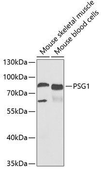 PSG1 Antibody