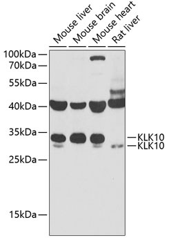 KLK10 Antibody