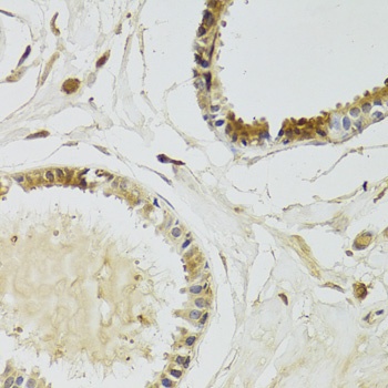 KLK10 Antibody