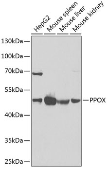 PPOX Antibody