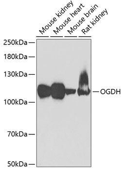 OGDH Antibody