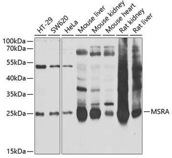 MSRA Antibody