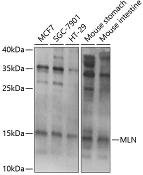 MLN Antibody