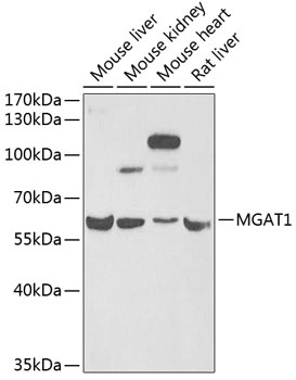 MGAT1 Antibody