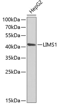 LIMS1 Antibody