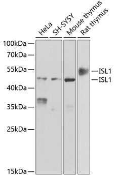 ISL1 Antibody