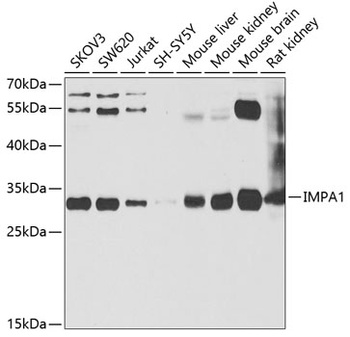 IMPA1 Antibody