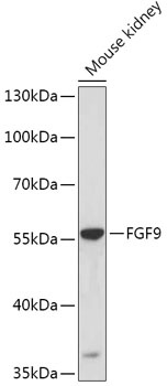 FGF9 Antibody